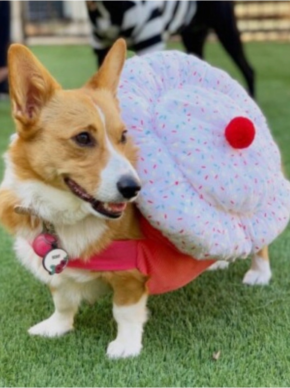Cupcake Dog Costume with Red Pom Cherry